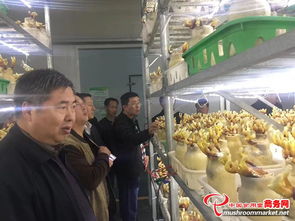 河南省領導陪同外商考察世紀香食用菌，共促農產品初加工發(fā)展
