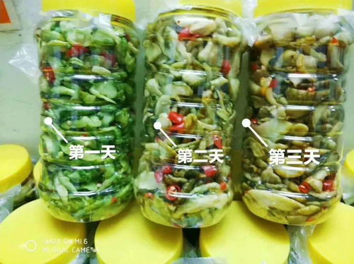 零投資高回報，攜手賀州壽城，共筑地瓜產業(yè)新篇章