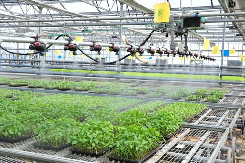 延慶區現代化育苗工廠 科技賦能農業，保障農產品穩定供應